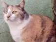 Fumaça Linda demais