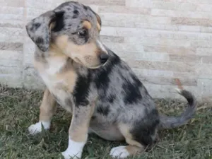 Cachorro raça Mix de Blue Heeler idade 2 a 6 meses nome Hannah