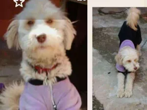 Cachorro raça SRD/POODLE idade 1 ano nome ARUNA