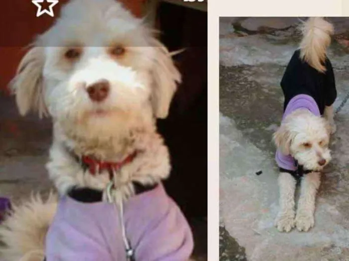 Cachorro ra a SRD/POODLE idade 1 ano nome ARUNA