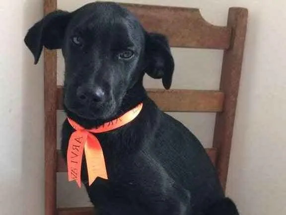 Cachorro ra a Vira lata  idade 7 a 11 meses nome Jorge digo Pietro 