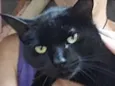 Orfeu lindo bonzinho