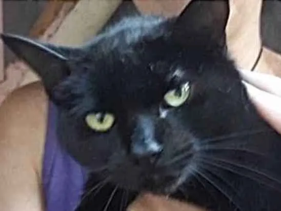 Gato ra a Srd idade 1 ano nome Orfeu lindo bonzinho