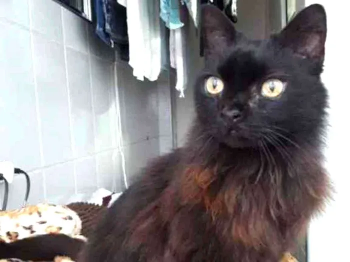 Gato ra a Srd idade 1 ano nome Maya belíssima