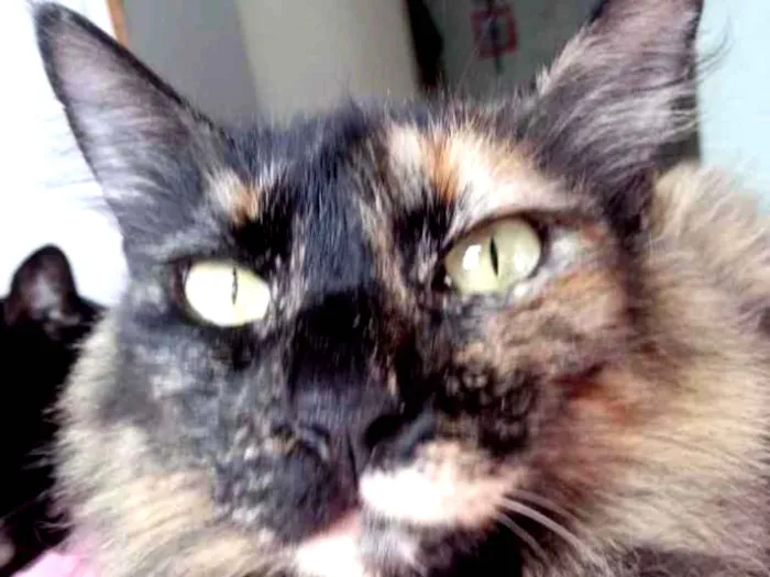 Gato ra a Srd idade 2 anos nome Menina belíssima