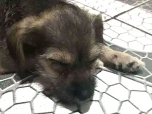 Cachorro raça Vira - lata idade 2 a 6 meses nome Lolinha