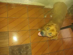 Cachorro raça Viralata idade 2 a 6 meses nome Bolinho