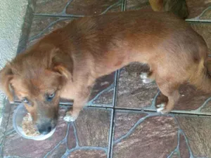 Cachorro raça Viralata idade 2 a 6 meses nome Cristal, bolinho