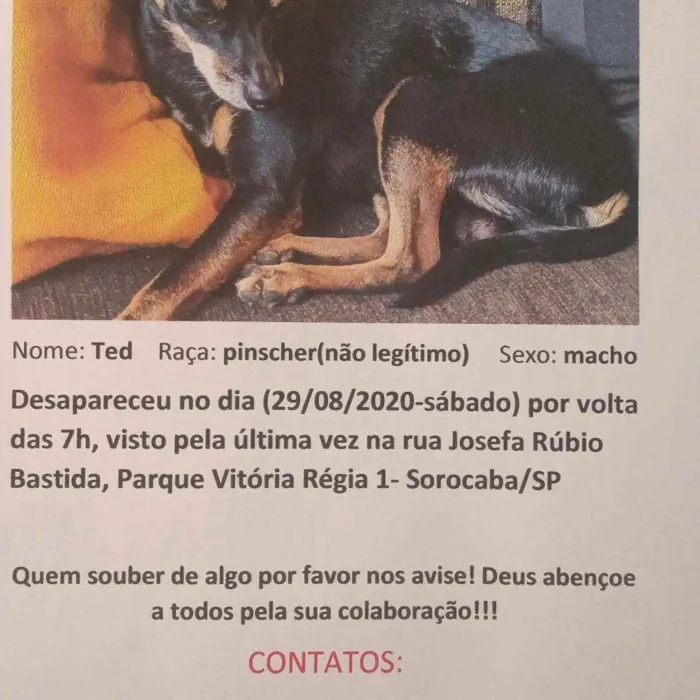 Cachorro ra a Pinscher (Não Legítimo) idade 6 ou mais anos nome Ted