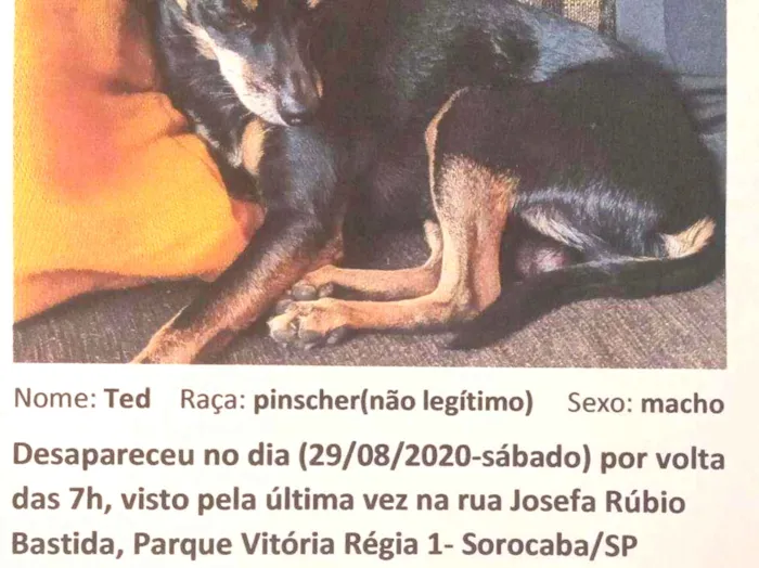 Cachorro ra a Pinscher (Não Legítimo) idade 6 ou mais anos nome Ted