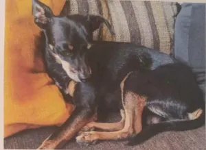 Cachorro raça Pinscher (Não Legítimo) idade 6 ou mais anos nome Ted