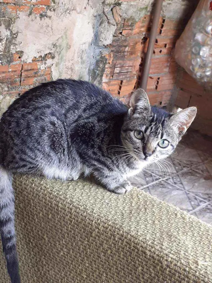 Gato ra a Sem raça  idade 7 a 11 meses nome Nina 