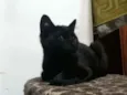 Pretinha