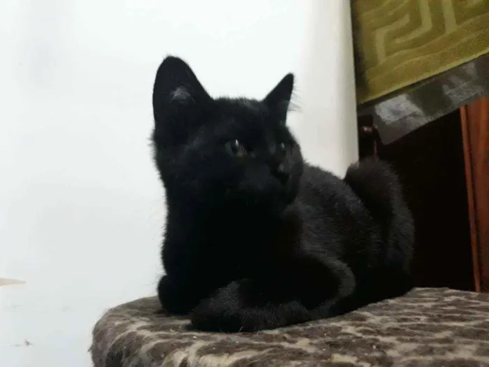 Gato ra a S/D idade 2 a 6 meses nome Pretinha