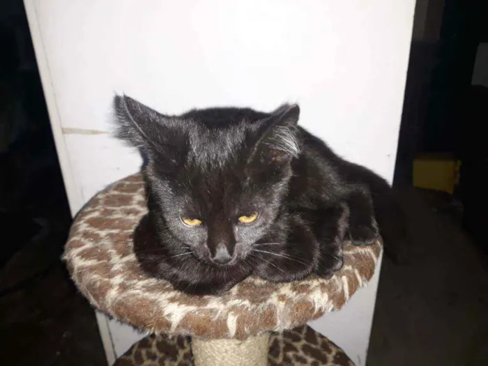 Gato ra a S/D idade 2 a 6 meses nome Pretinha