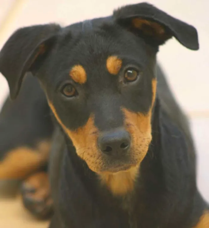 Cachorro ra a  idade  nome Bento Filhotinho