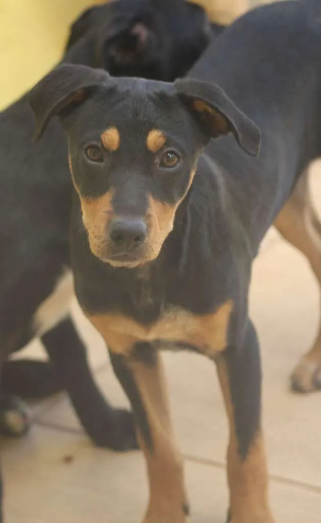 Cachorro ra a  idade  nome Bento Filhotinho