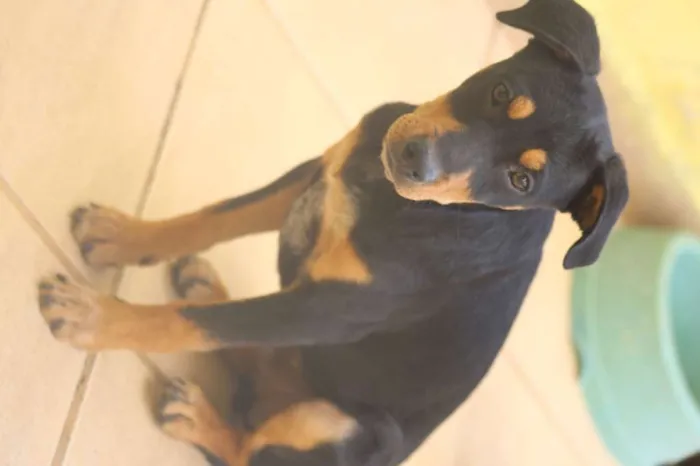 Cachorro ra a  idade  nome Bento Filhotinho
