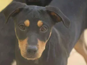 Cachorro raça  idade  nome Bento Filhotinho