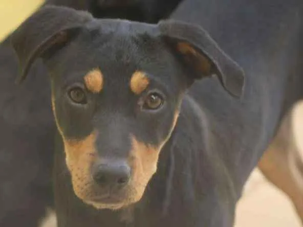 Cachorro ra a  idade  nome Bento Filhotinho