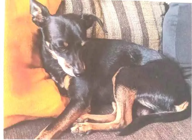 Cachorro ra a Pinscher (Não Legítimo) idade 6 ou mais anos nome Ted