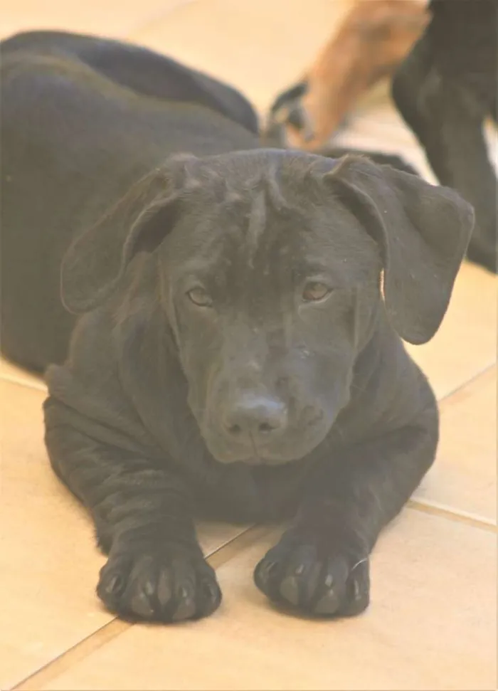 Cachorro ra a  idade  nome Dandara Filhotinha