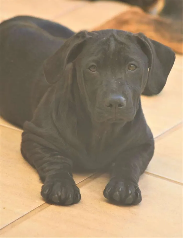 Cachorro ra a  idade  nome Dandara Filhotinha
