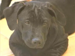 Cachorro raça  idade  nome Dandara Filhotinha