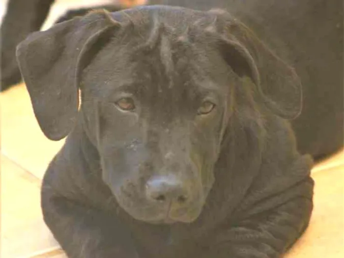 Cachorro ra a  idade  nome Dandara Filhotinha