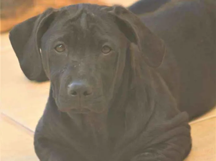 Cachorro ra a  idade  nome Dandara Filhotinha