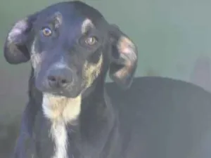 Cachorro raça  idade  nome Grace Filhotinha