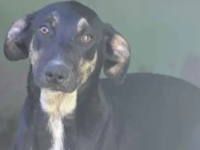 Cachorro raça  idade  nome Grace Filhotinha
