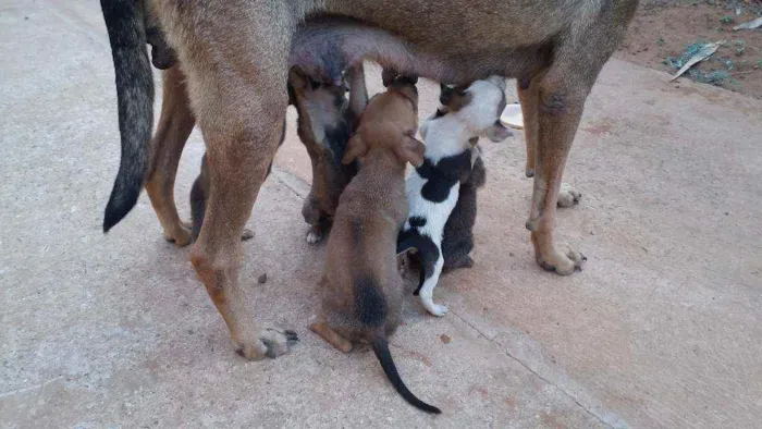 Cachorro ra a Vira lata idade Abaixo de 2 meses nome Lili