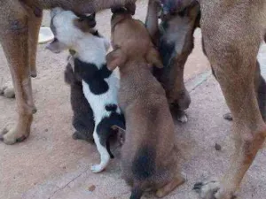 Cachorro raça Vira lata idade Abaixo de 2 meses nome Lili
