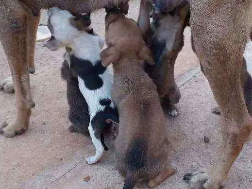 Cachorro ra a Vira lata idade Abaixo de 2 meses nome Lili