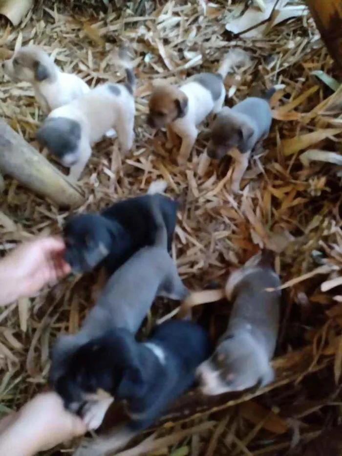 Cachorro ra a Vira lata idade Abaixo de 2 meses nome Sao 9 cachorros