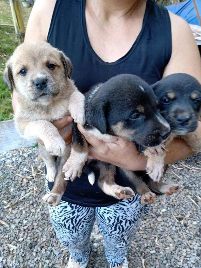 Cachorro ra a Vira lata idade Abaixo de 2 meses nome Sao 9 cachorros