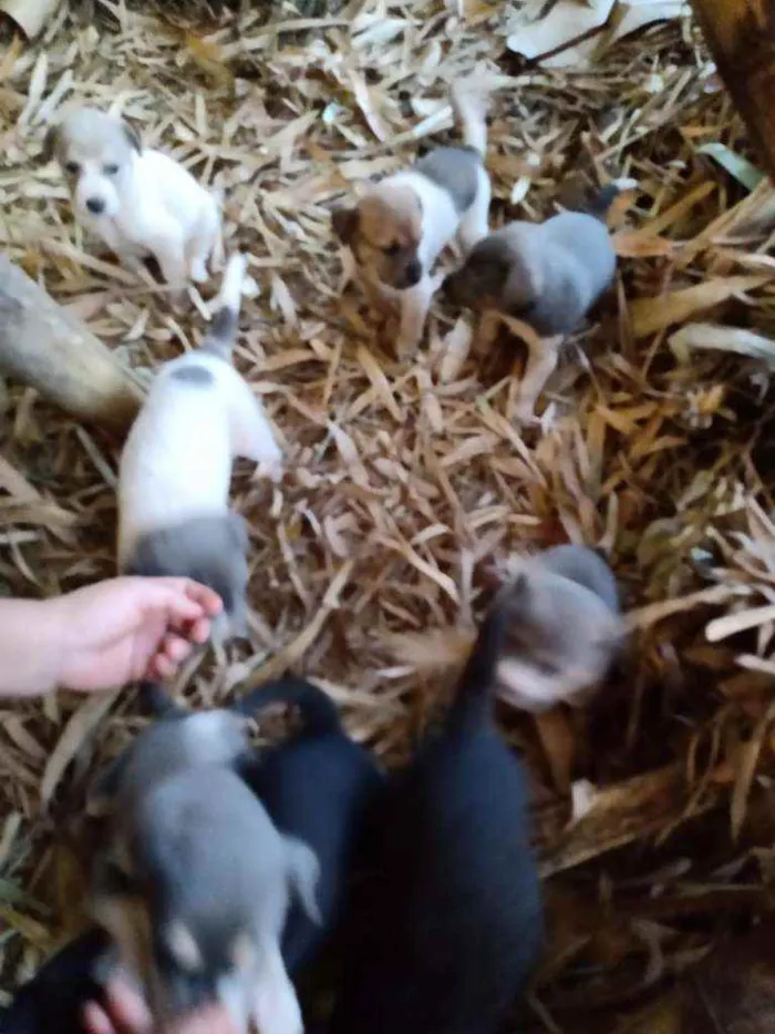 Cachorro ra a Vira lata idade Abaixo de 2 meses nome Sao 9 cachorros