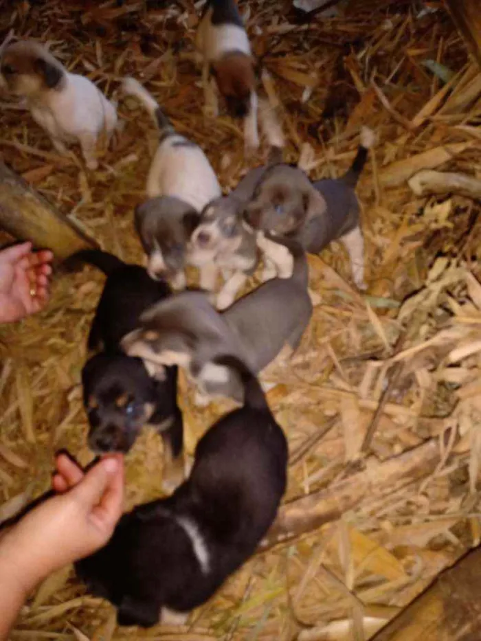 Cachorro ra a Vira lata idade Abaixo de 2 meses nome Sao 9 cachorros