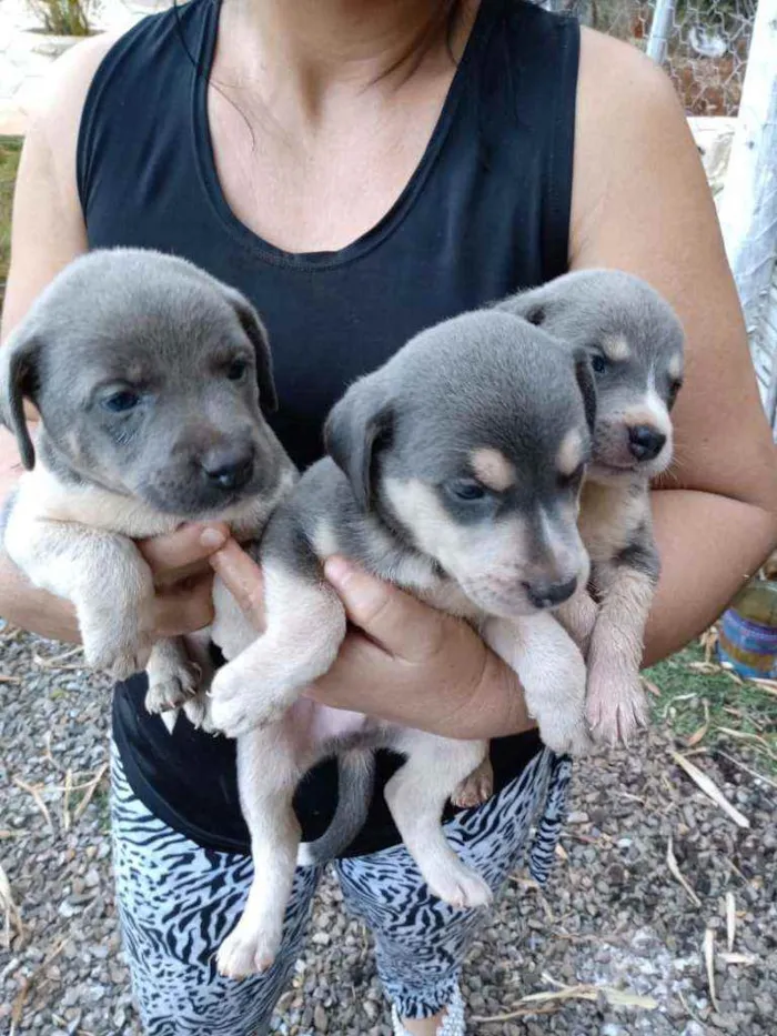 Cachorro ra a Vira lata idade Abaixo de 2 meses nome Sao 9 cachorros