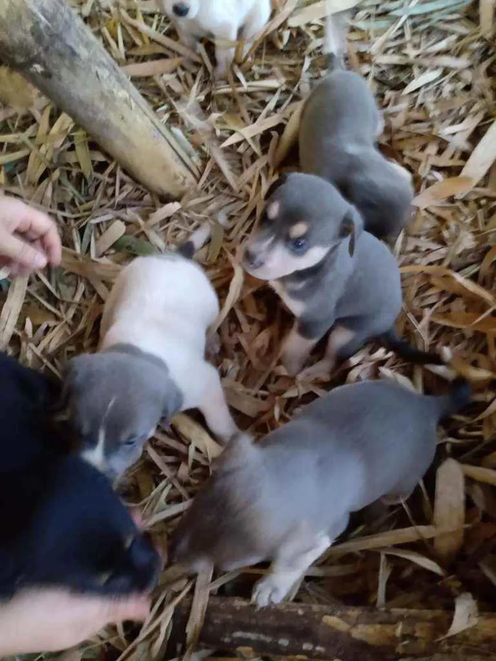 Cachorro ra a Vira lata idade Abaixo de 2 meses nome Sao 9 cachorros