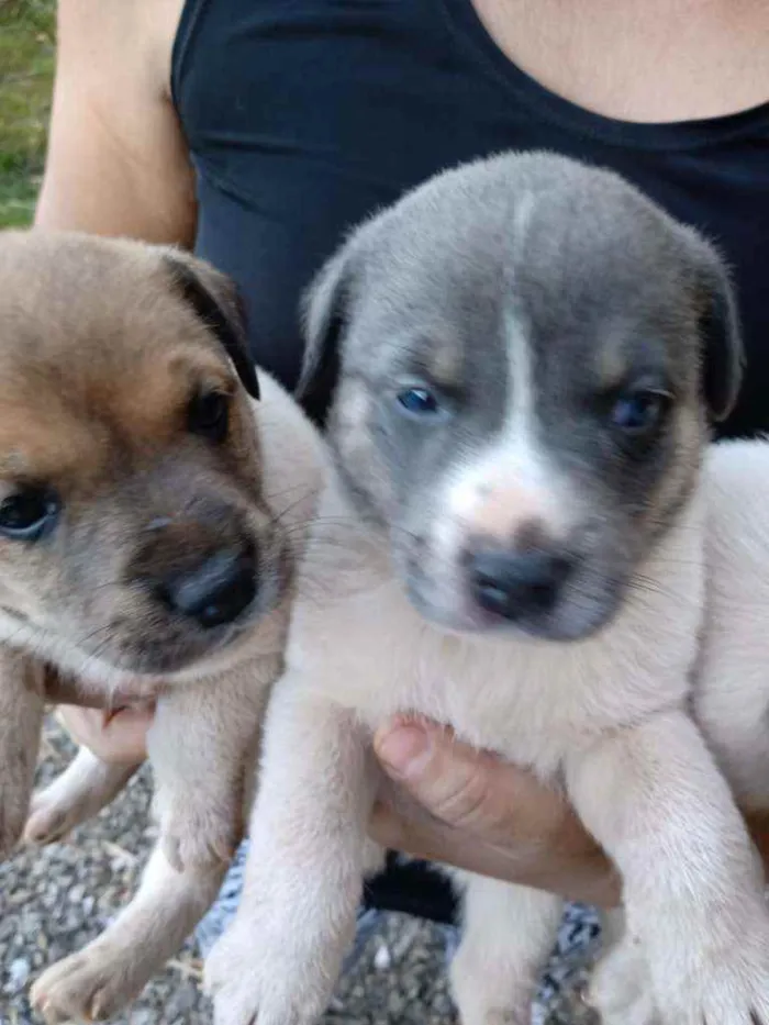 Cachorro ra a Vira lata idade Abaixo de 2 meses nome Sao 9 cachorros