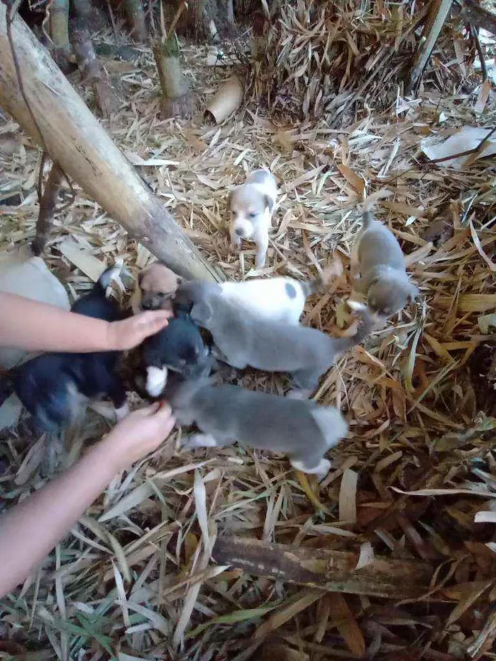 Cachorro ra a Vira lata idade Abaixo de 2 meses nome Sao 9 cachorros