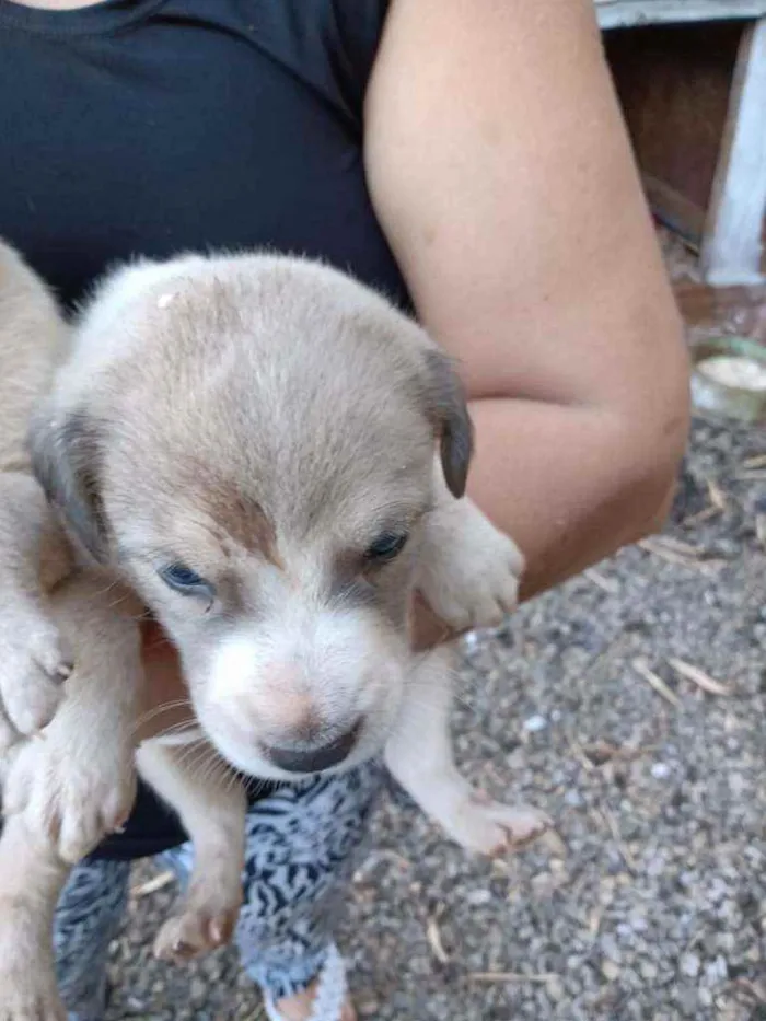 Cachorro ra a Vira lata idade Abaixo de 2 meses nome Sao 9 cachorros