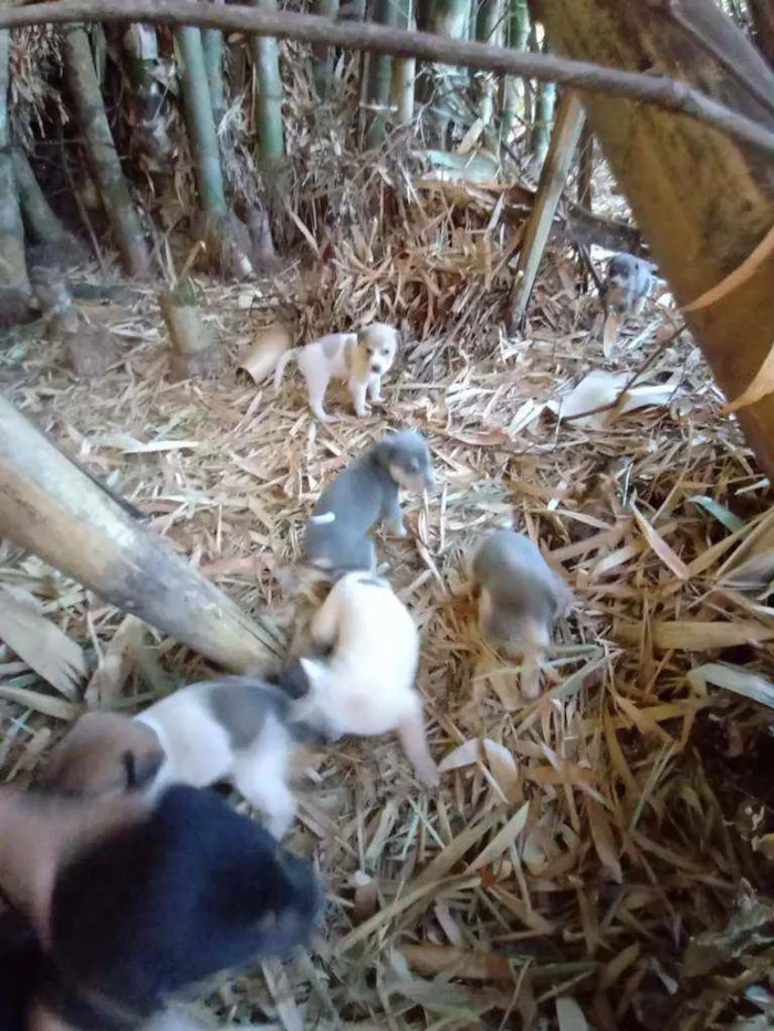 Cachorro ra a Vira lata idade Abaixo de 2 meses nome Sao 9 cachorros