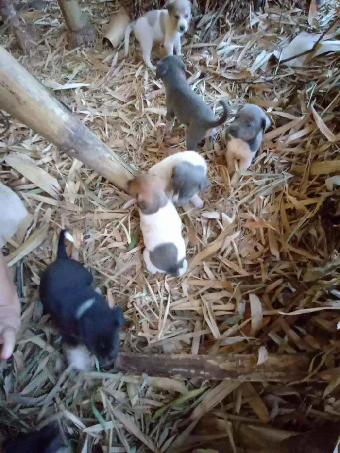 Cachorro ra a Vira lata idade Abaixo de 2 meses nome Sao 9 cachorros