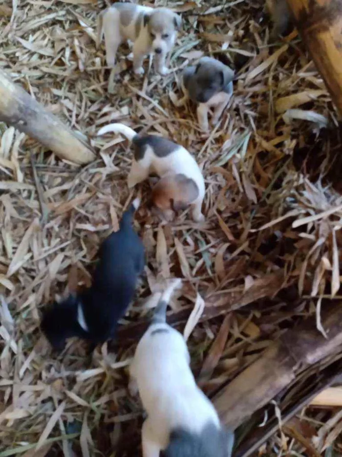 Cachorro ra a Vira lata idade Abaixo de 2 meses nome Sao 9 cachorros