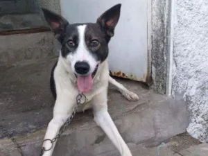 Cachorro raça SRD idade 7 a 11 meses nome Duck