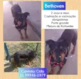 Bethoven 