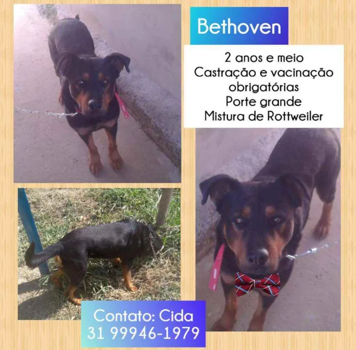 Cachorro raça Rottweiller  idade 2 anos nome Bethoven 